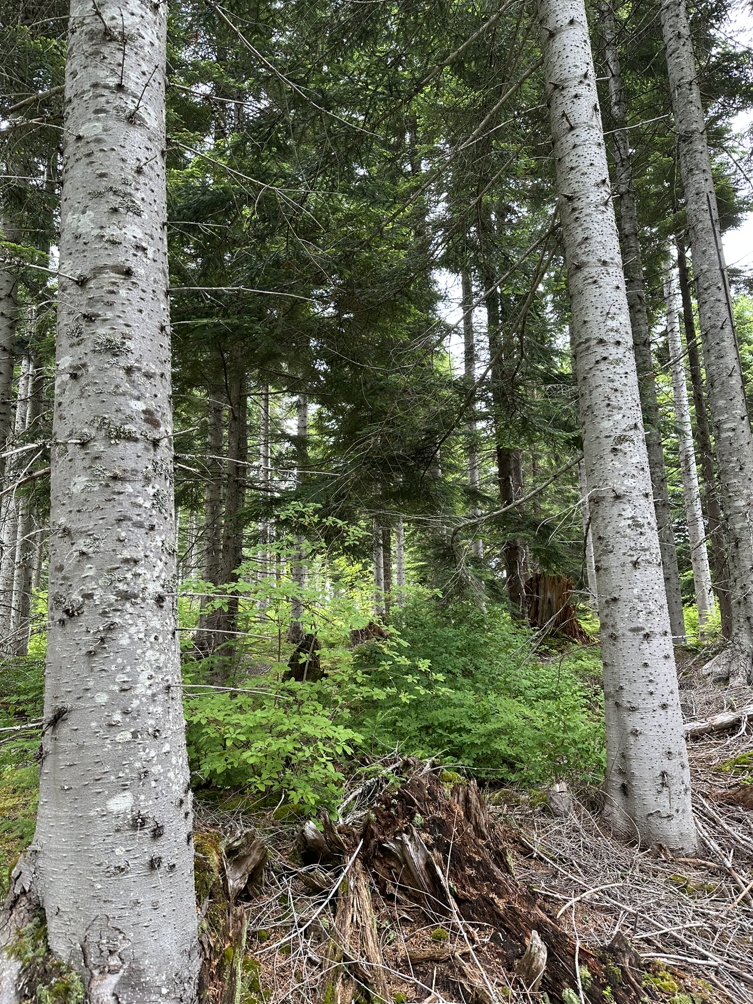 Commercial thinning that looks like OGF